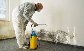 Why You Should Choose Our Mold Remediation Services in Perry, OK