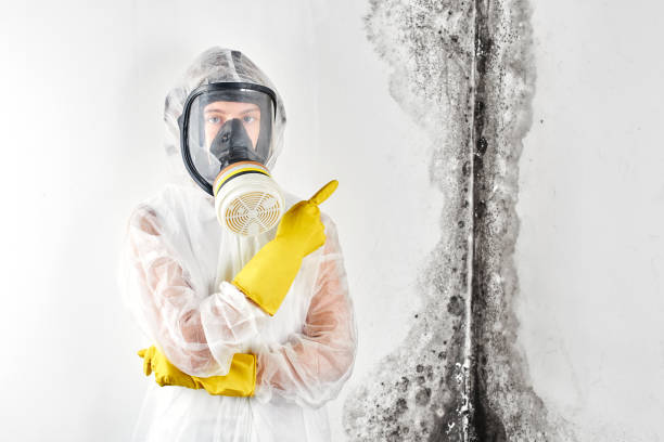 Professional Mold Removal in Perry, OK